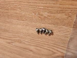 Arctic Self Tapping Screw Clutch Thundercat Pantera Panther Zl Zrt. Fixed Price $16.00.