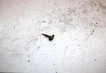 02 Arctic Cat Z 570 Oem Check Valve And Bolt 3005-224 SA176. Fixed Price $34.99.